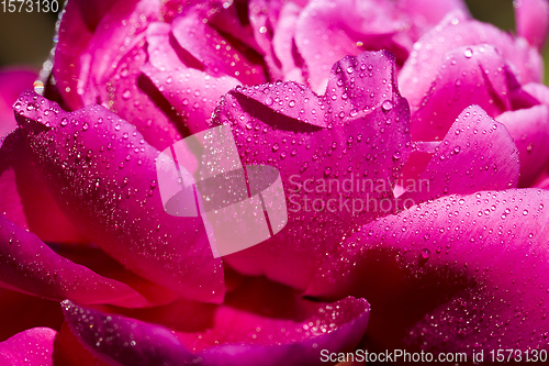 Image of red peony after rain