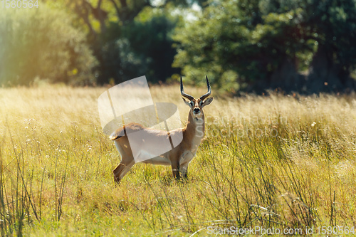 Image of southern lechwe in Okavango, Botswana, Africa