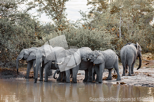 Image of African Elephant on waterhole, Africa safari wildlife