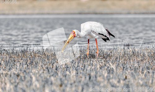 Image of Yellow-billed stork, Botswana Africa wildlife