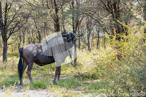 Image of Blue Wildebeest in Kalahari, South Africa