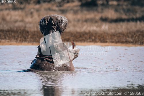 Image of Hippopotamus Botswana Africa Safari Wildlife