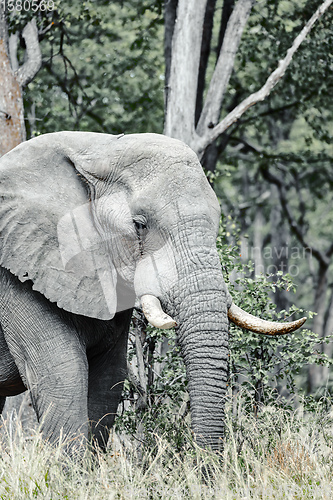 Image of African Elephant in Moremi, Botswana safari wildlife