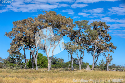 Image of Moremi game reserve landscape, Africa wilderness