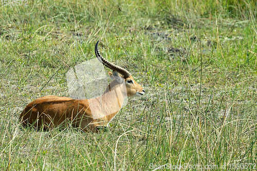 Image of southern lechwe in Okavango, Botswana, Africa