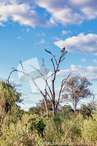 Image of tawny eagle Botswana Africa safari wildlife