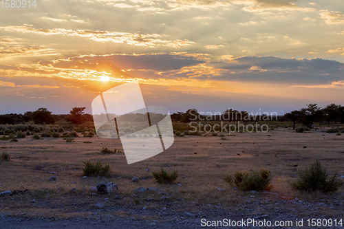 Image of landscape namibia game reserve, africa wilderness