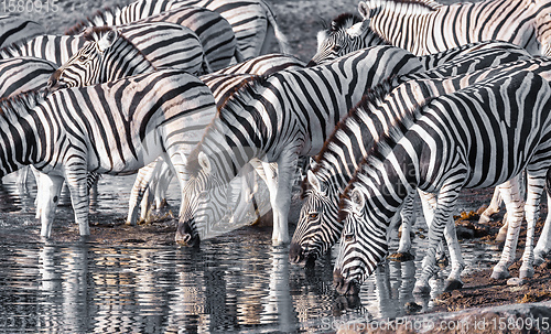 Image of zebra reflection in Etosha Namibia wildlife safari