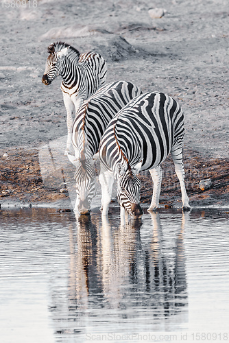 Image of zebra reflection in Etosha Namibia wildlife safari