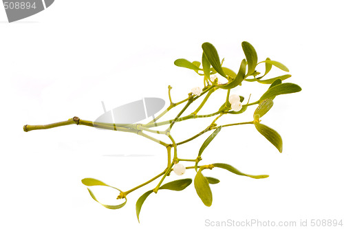 Image of mistletoe