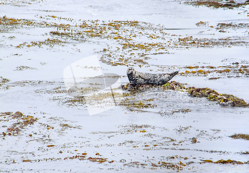 Image of seal in California