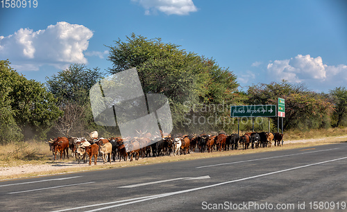 Image of domestic cattle goes from pasture on highway, Africa
