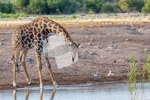 Image of Giraffe on Etosha, Namibia safari wildlife