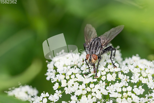 Image of Common green bottle fly, insect wildlife