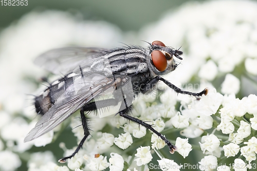 Image of Common insect bottle fly, insect wildlife