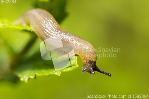 Image of small garden slug eating plant