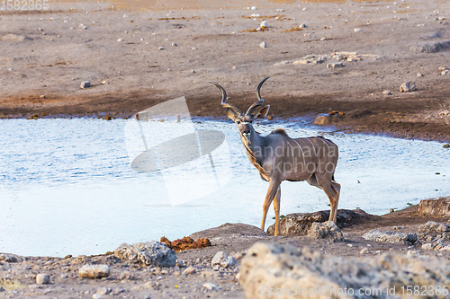 Image of greater kudu Africa safari wildlife and wilderness