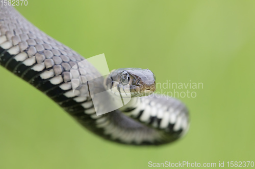 Image of Closeup of grass snake, Natrix natrix