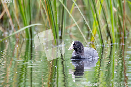 Image of Bird Eurasian coot Fulica atra hiding in reeds