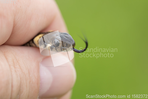 Image of Closeup of grass snake, Natrix natrix