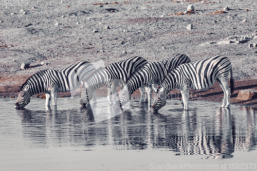 Image of zebra reflection in Etosha Namibia wildlife safari