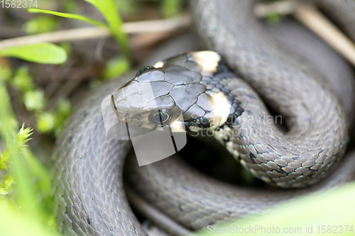 Image of Closeup of grass snake, Natrix natrix