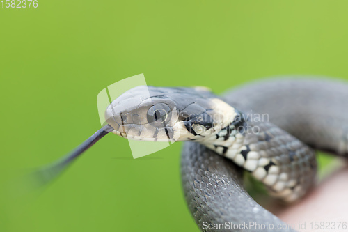 Image of Closeup of grass snake, Natrix natrix