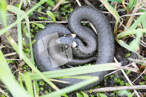 Image of Closeup of grass snake, Natrix natrix