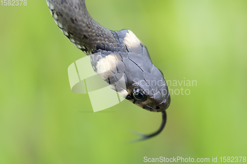 Image of Closeup of grass snake, Natrix natrix