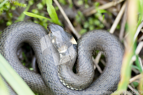 Image of Closeup of grass snake, Natrix natrix