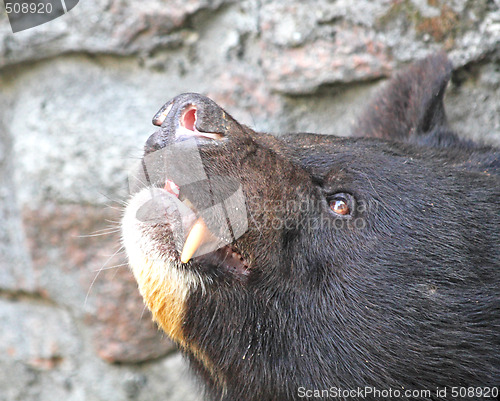 Image of Bear muzzle