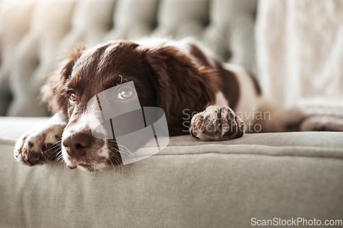 Image of Adorable dog, relax and sofa lying bored in the living room looking bored or cute with fur at home. Portrait of relaxed animal, pet or puppy with paws on the couch interior relaxing at the house