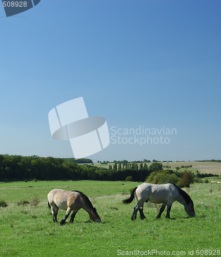 Image of Ardennes horses on blue sky