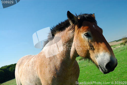 Image of Ardennes horse on blue sky