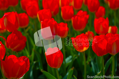 Image of colorful tulips field