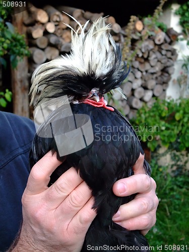 Image of Dutch cap hen rooster