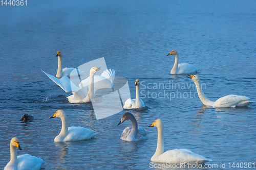 Image of Whooper swans swimming in the lake