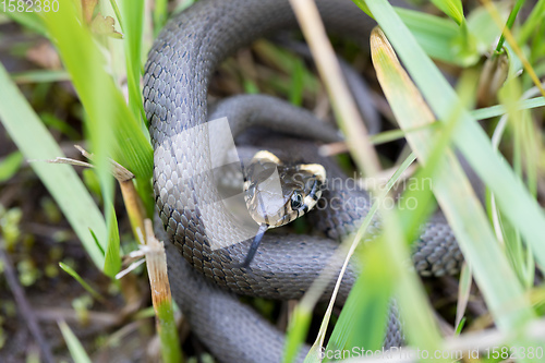 Image of Closeup of grass snake, Natrix natrix