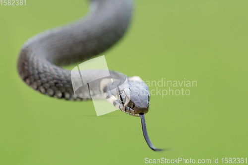 Image of Closeup of grass snake, Natrix natrix