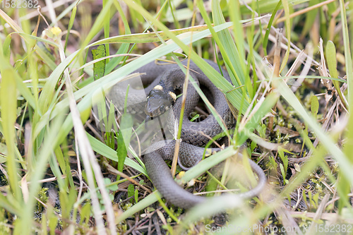 Image of Closeup of grass snake, Natrix natrix