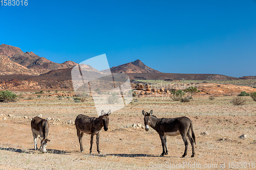 Image of donkey in desert near Brandberg mountain, Namibia