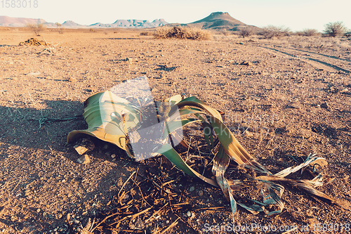 Image of Welwitschia mirabilis desert plant, Namibia