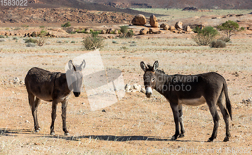 Image of donkey in desert near Brandberg mountain, Namibia