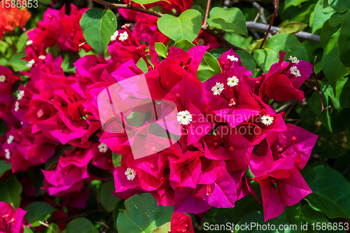 Image of Bougainvillea flowers blooming in the garden