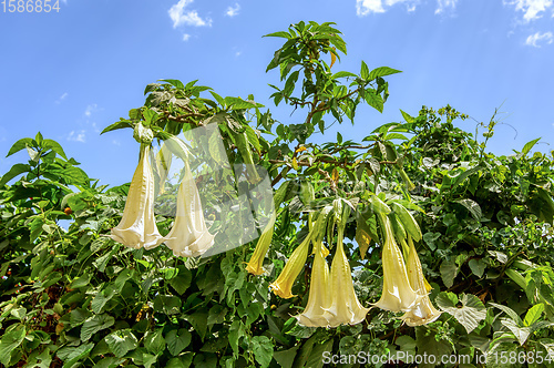 Image of Datura Stramonium wild flower in Ethiopia