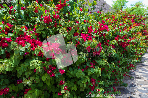 Image of Bougainvillea flowers blooming in the garden