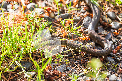 Image of Non venomous Smooth snake, Coronella austriaca