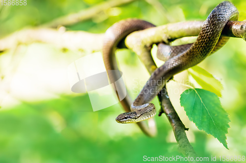 Image of Non venomous Smooth snake, Coronella austriaca