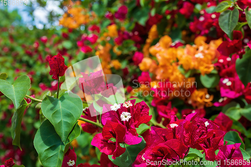 Image of Bougainvillea flowers blooming in the garden