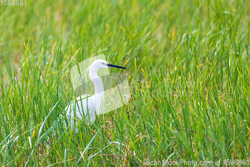 Image of bird Great white egret, Ethiopia wildlife